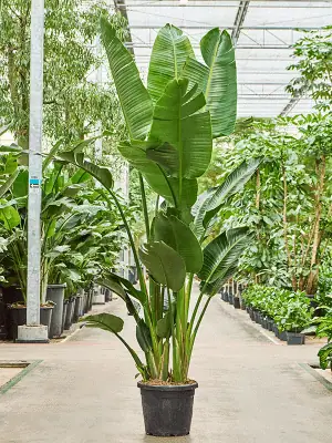 Strelitzia nicolai (1)